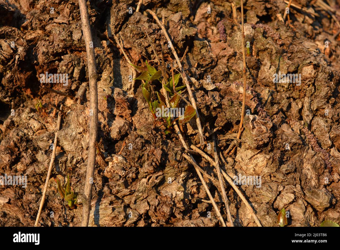 Unusual beautiful nature, early spring. Stems of raspberry bushes ...