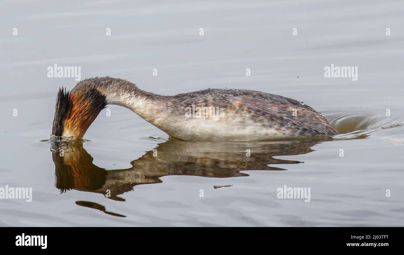 Great crested grebe about to dive Stock Photo