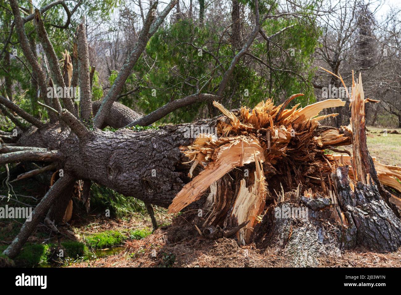 An enormous pine tree is felled by wind. Stock Photo