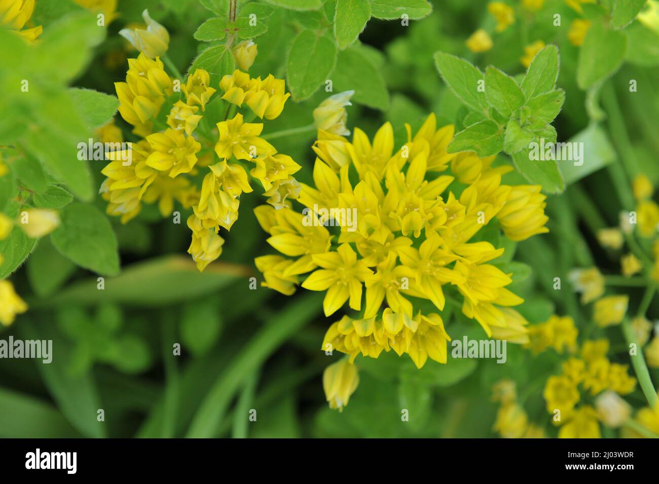 Yellow garlic (Allium moly) blooms in a garden in June Stock Photo