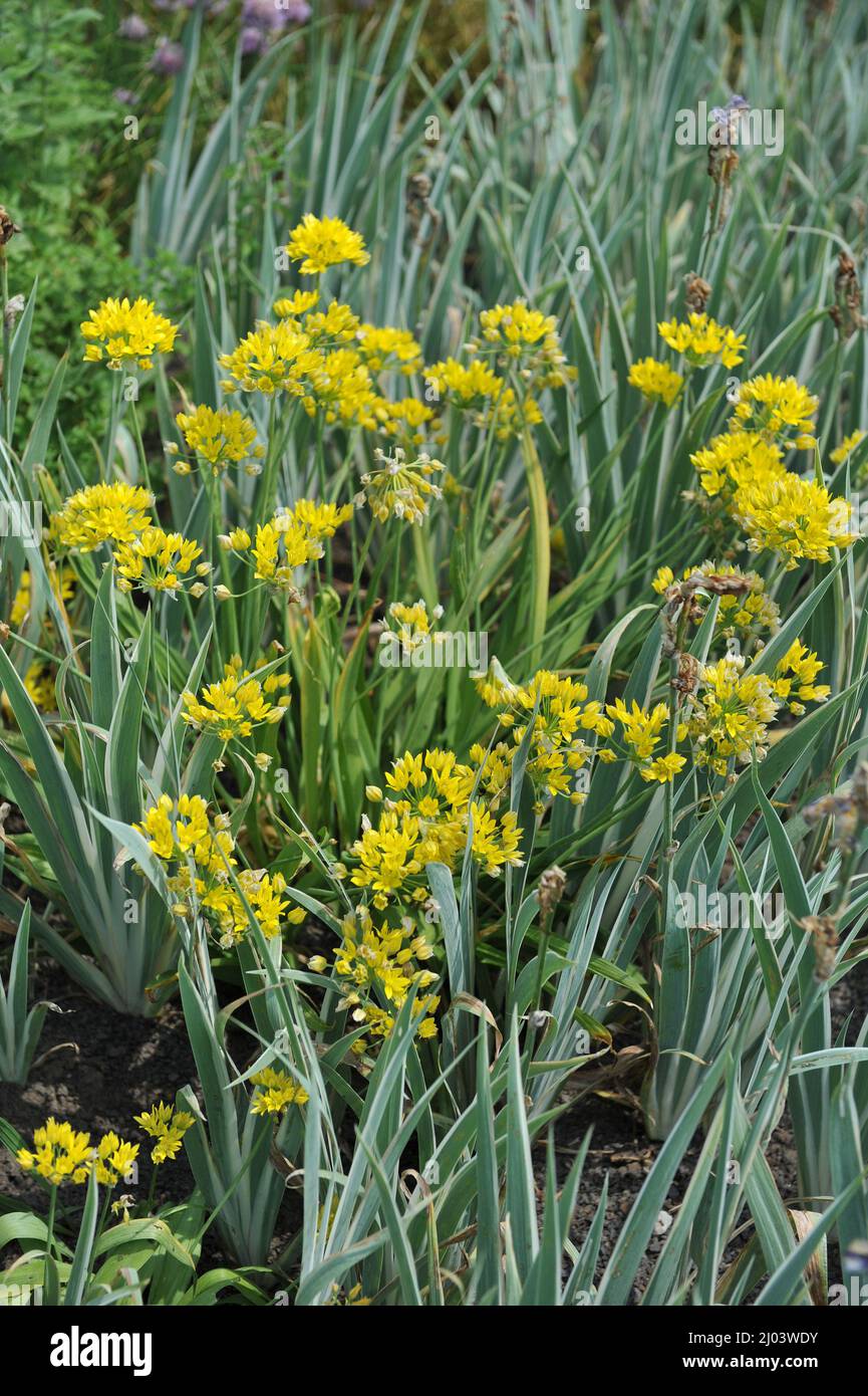 Yellow garlic (Allium moly) blooms in a garden in June Stock Photo