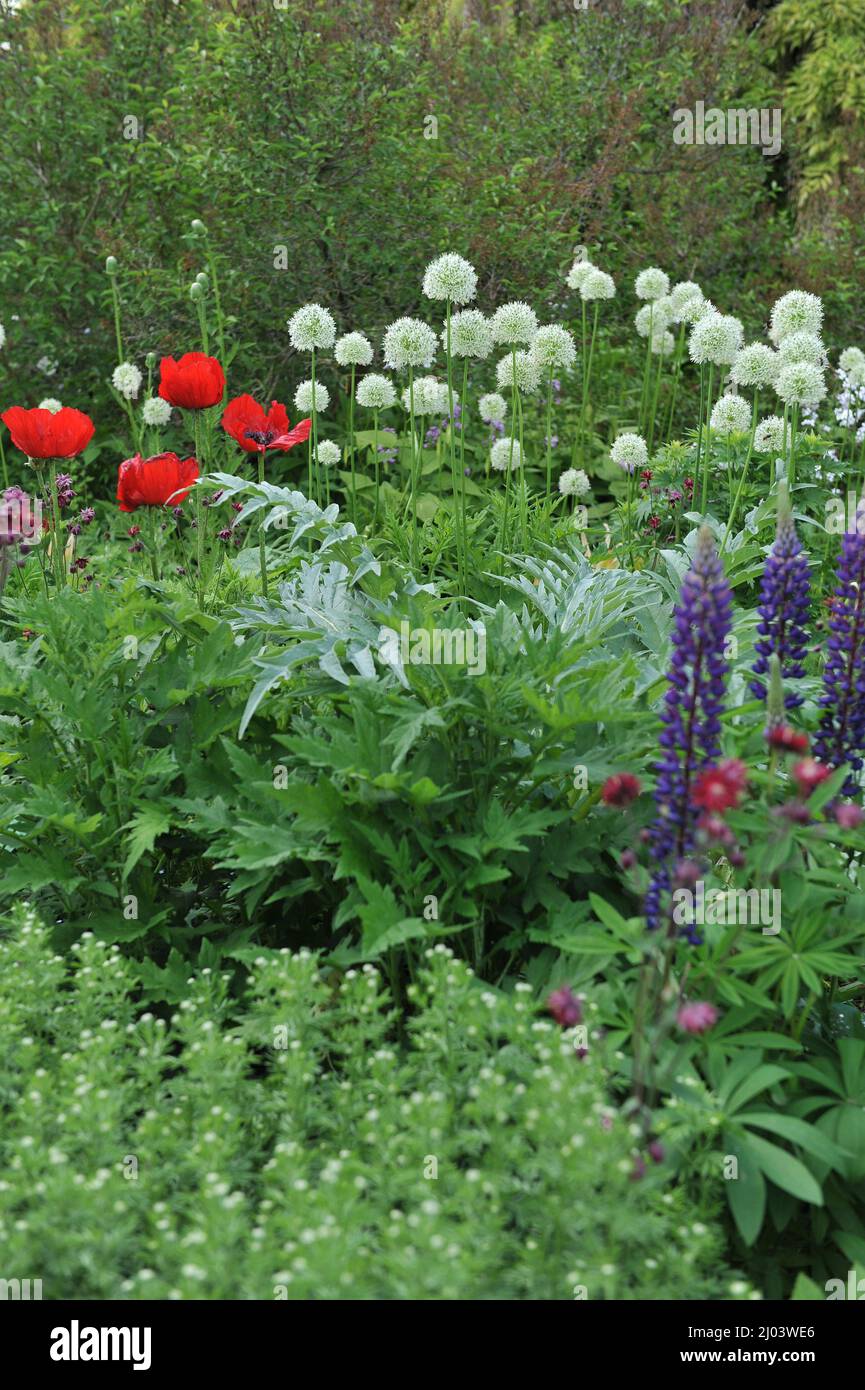 White Allium stipitatum Mount Everest blooms in a flower border in a garden in June Stock Photo