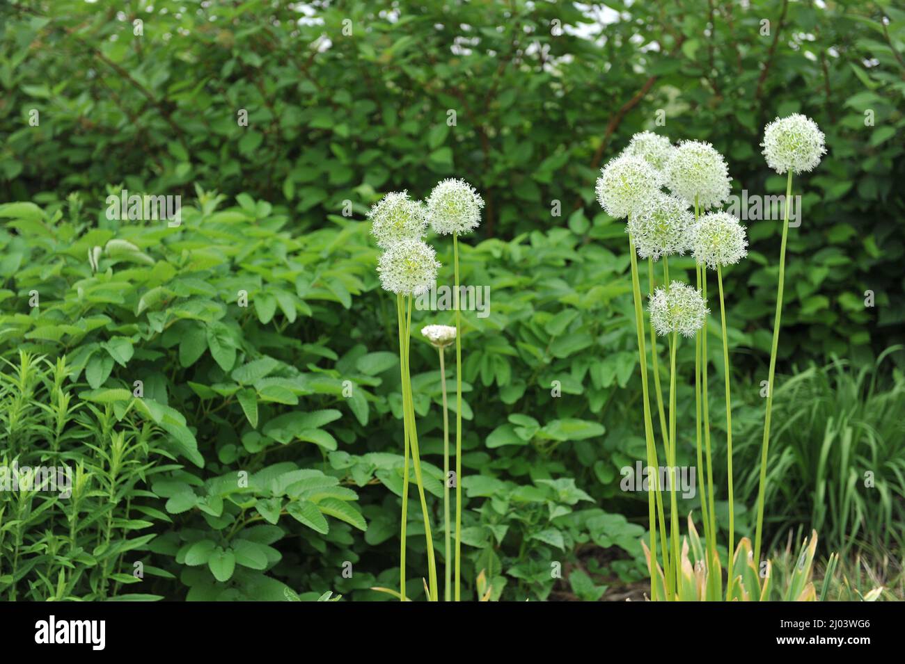 White Allium stipitatum Mount Everest blooms in a flower border in a garden in June Stock Photo