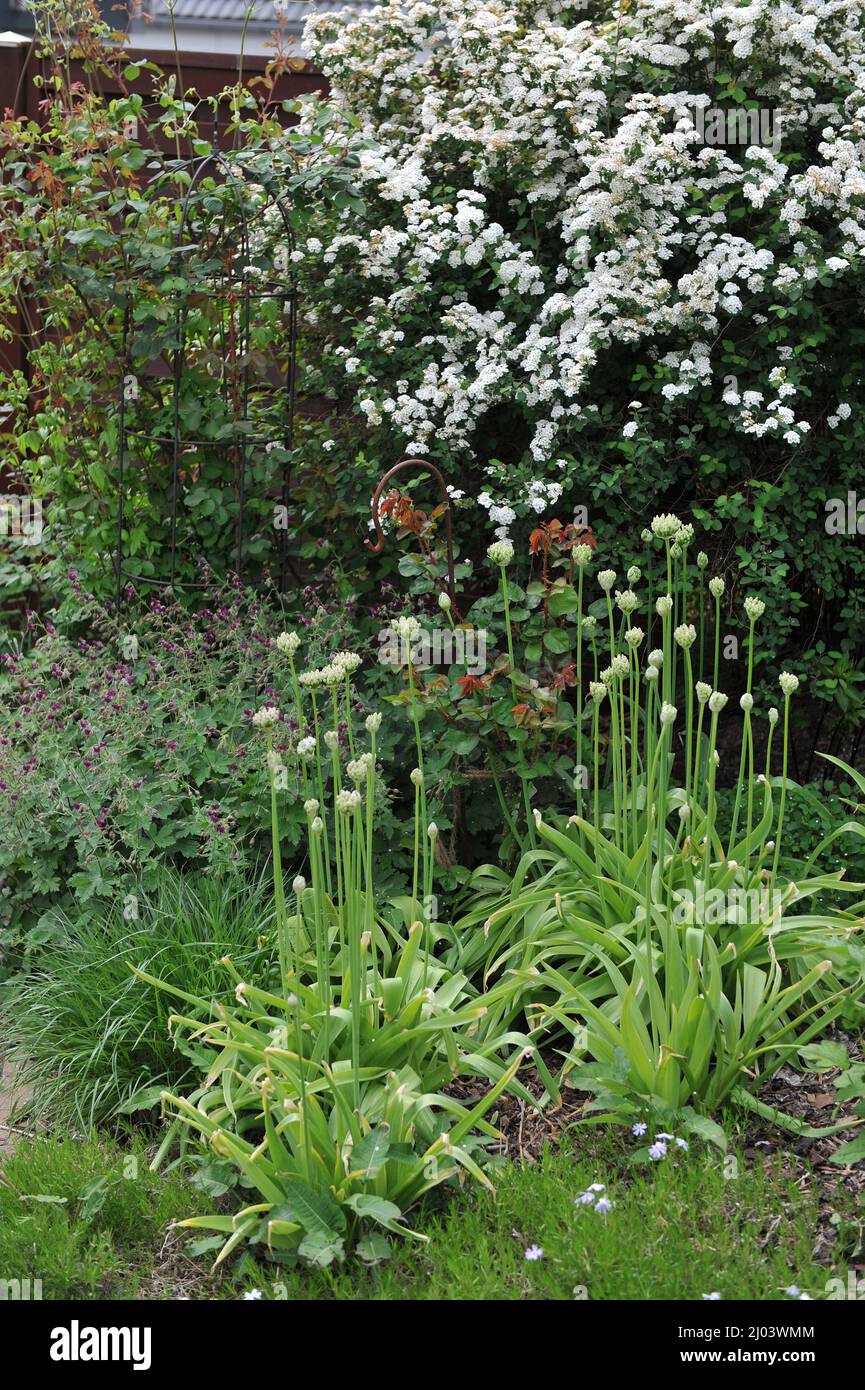 Black garlic (Allium nigrum) blooms in a garden in May. Spiraea vanhouttei and dusky cranesbill (Geranium phaeum) Golden Spring bloom in background Stock Photo
