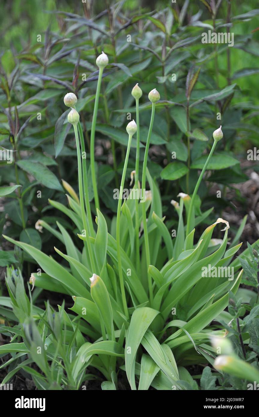 Black garlic (Allium nigrum) blooms in a garden in May Stock Photo