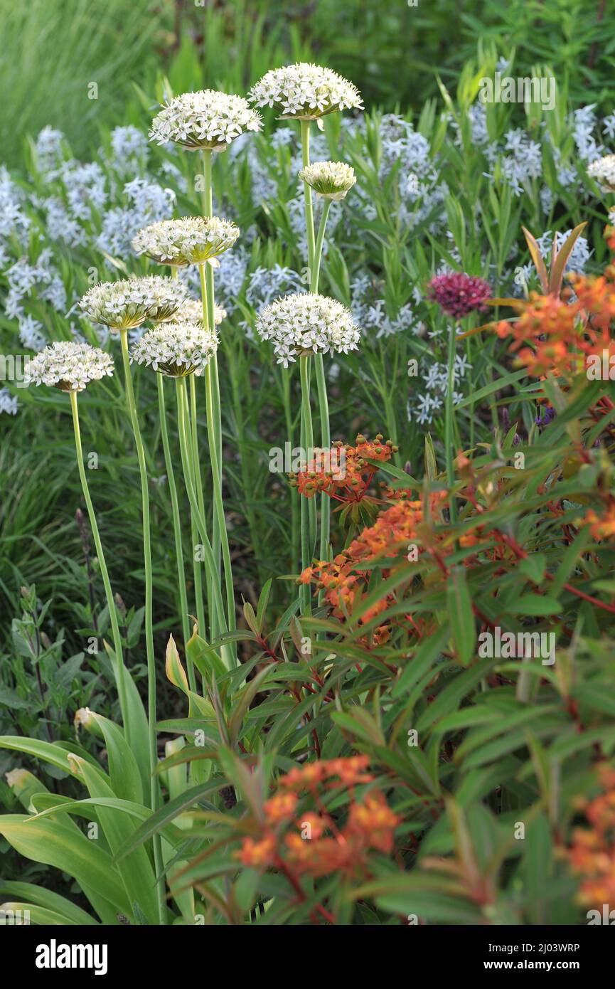Black garlic (Allium nigrum) blooms in a flower border in a garden in