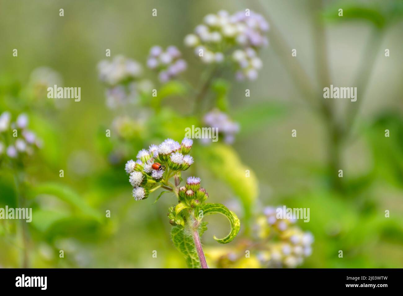 Red Ladybird or Ladybug Beetle, Coccinellidae sitting on Mist flower, Wild Ageraatum or Floss Flower Stock Photo