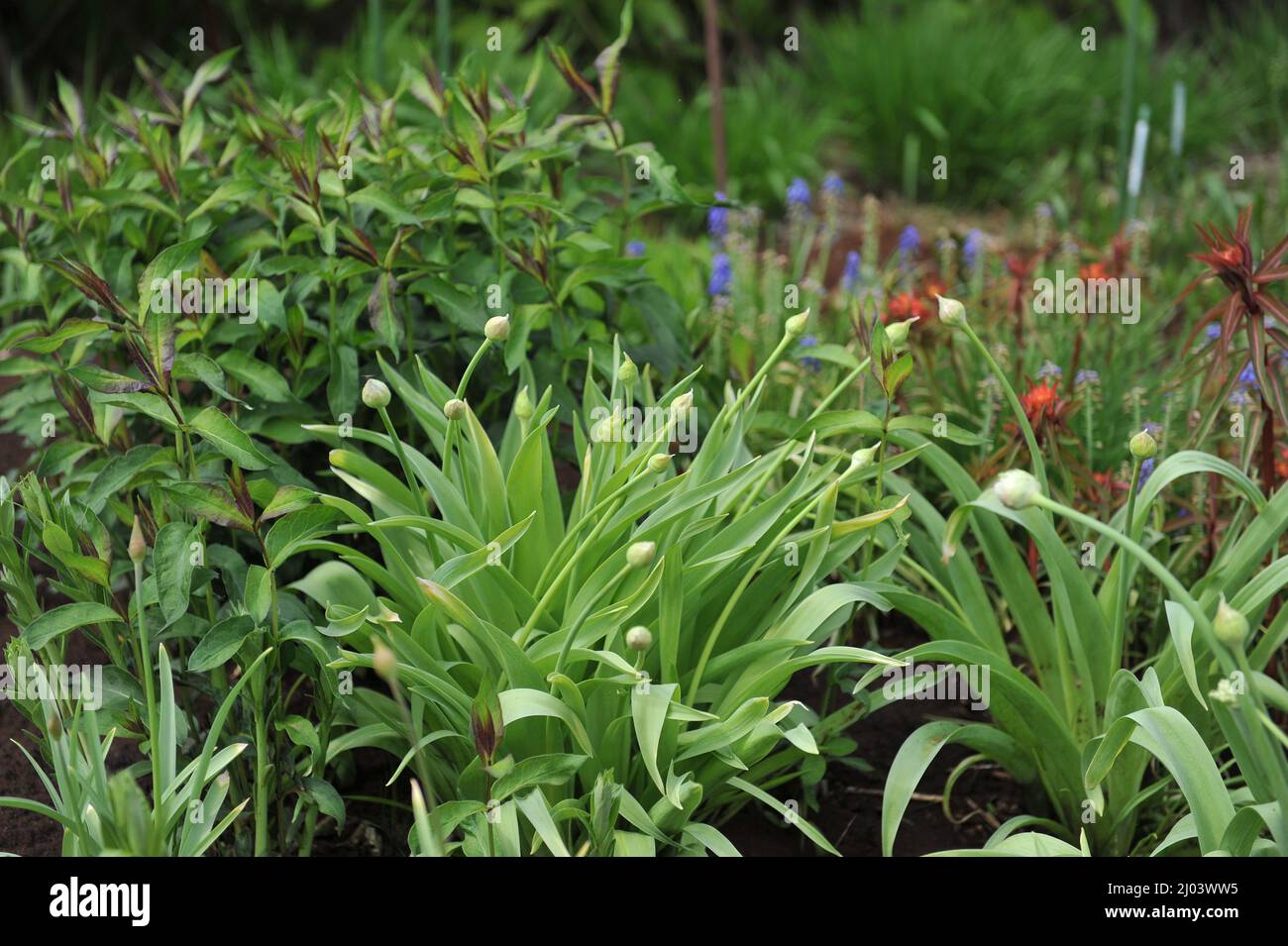 Black garlic (Allium nigrum) blooms in a flower border in garden in