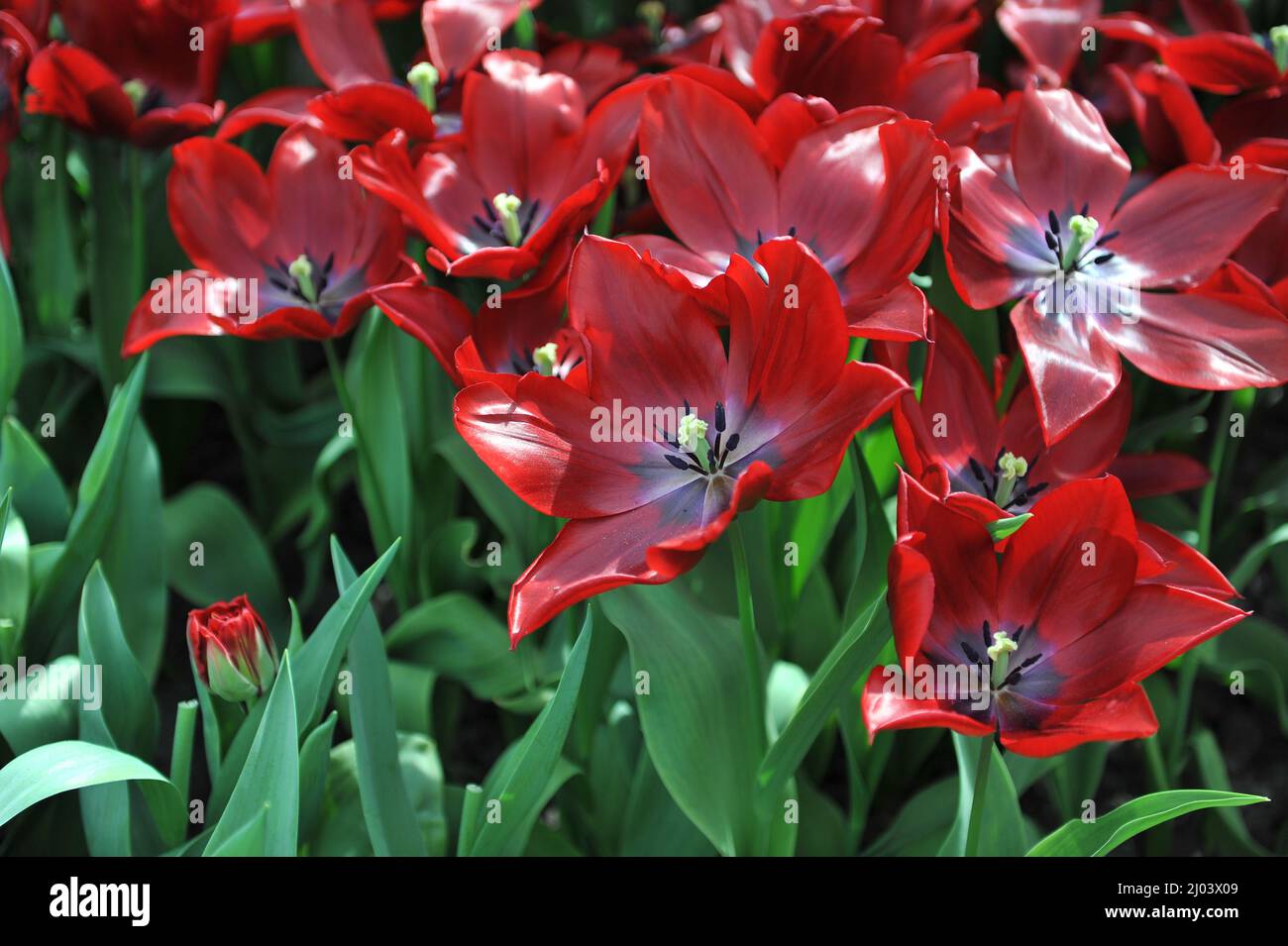 Red Triumph tulips (Tulipa) Lasting Love bloom in a garden in April ...