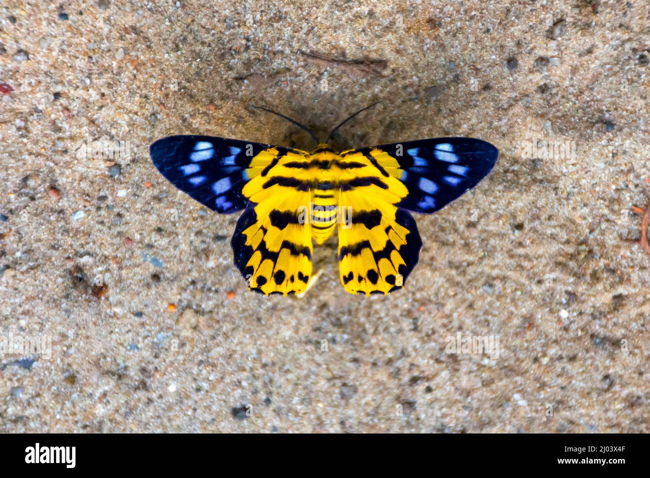 Yellow, Gossamer, winged, brush-footed,  butterfly, butterflies, Lycaenidae, Lepidoptera, Closeup, Macro Stock Photo