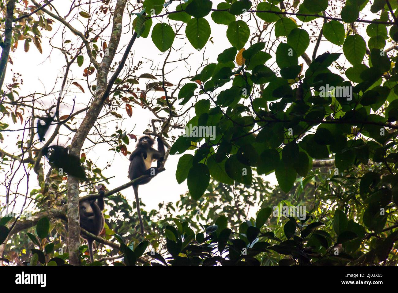 endangered, spectacled, monkey, Phayre's, Leaf, leaf-eating, langur, Monkeys, Trachypithecus phayrei, srimangal, sylhet, bangladesh Stock Photo