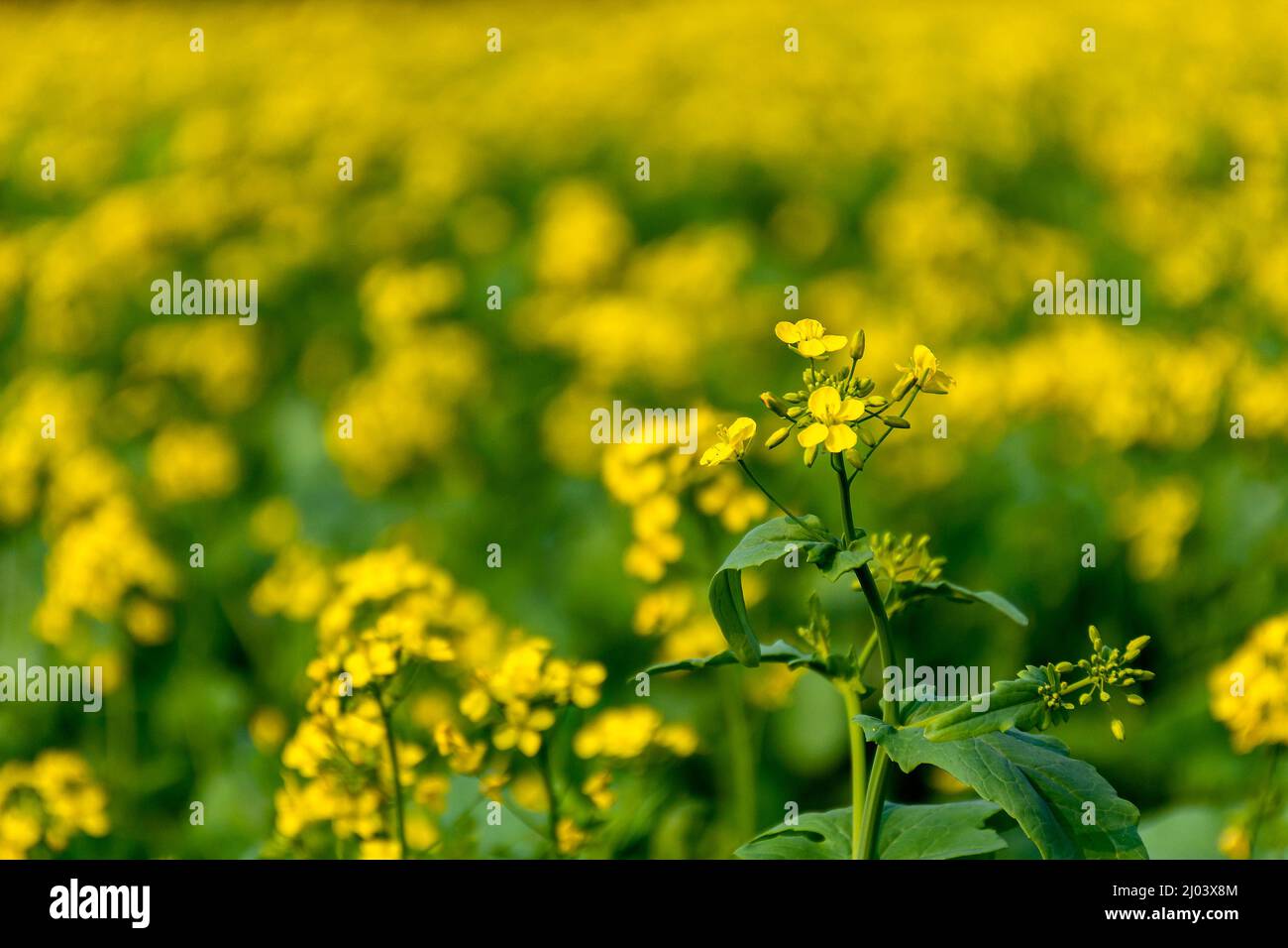 Yellow Mustard Flower, Brassica Field with a Single Flower Bud in Focus Stock Photo