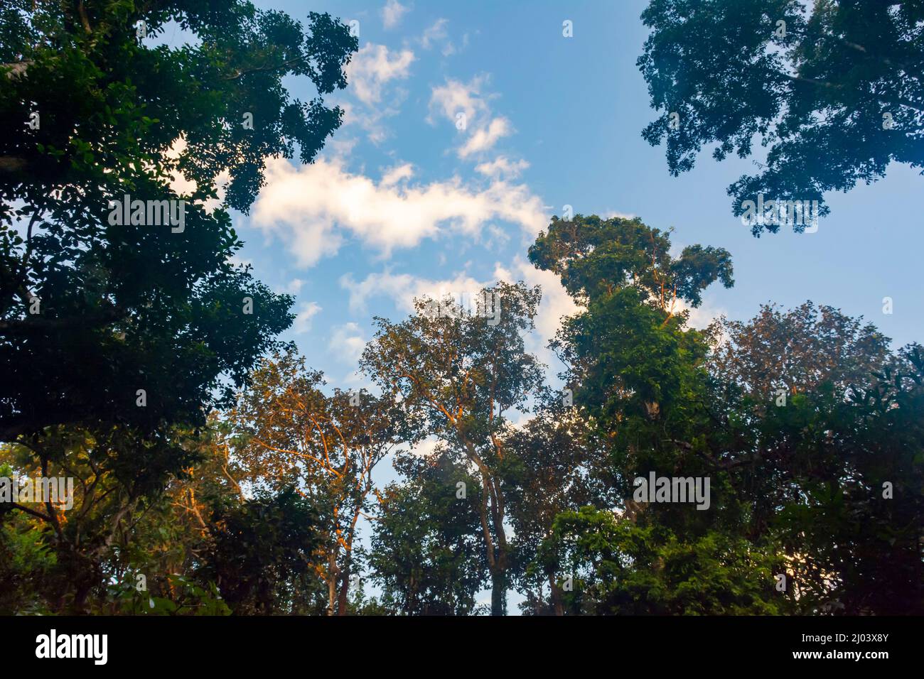 Top view of Canopy in the Forestearly morning with clouds in the sky Landscape Stock Photo