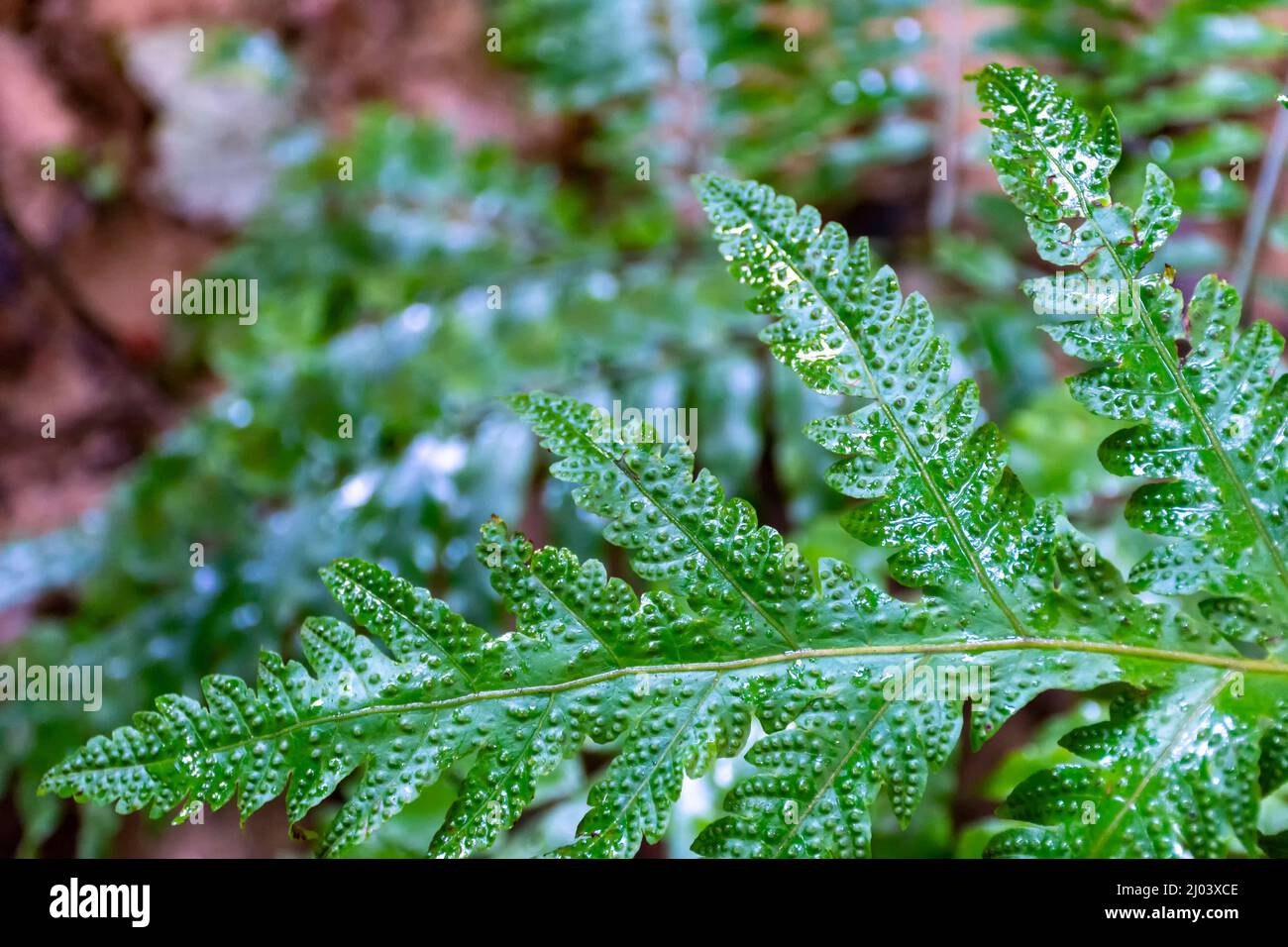 Green, Fern, Polypodiopsida, Leaf, sorus, sporangium, in the forest, vascular, plant, Closeup Stock Photo