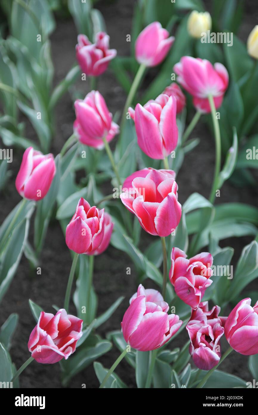 TULIPページ Mid Century Tulip Flower 46894267 PNG