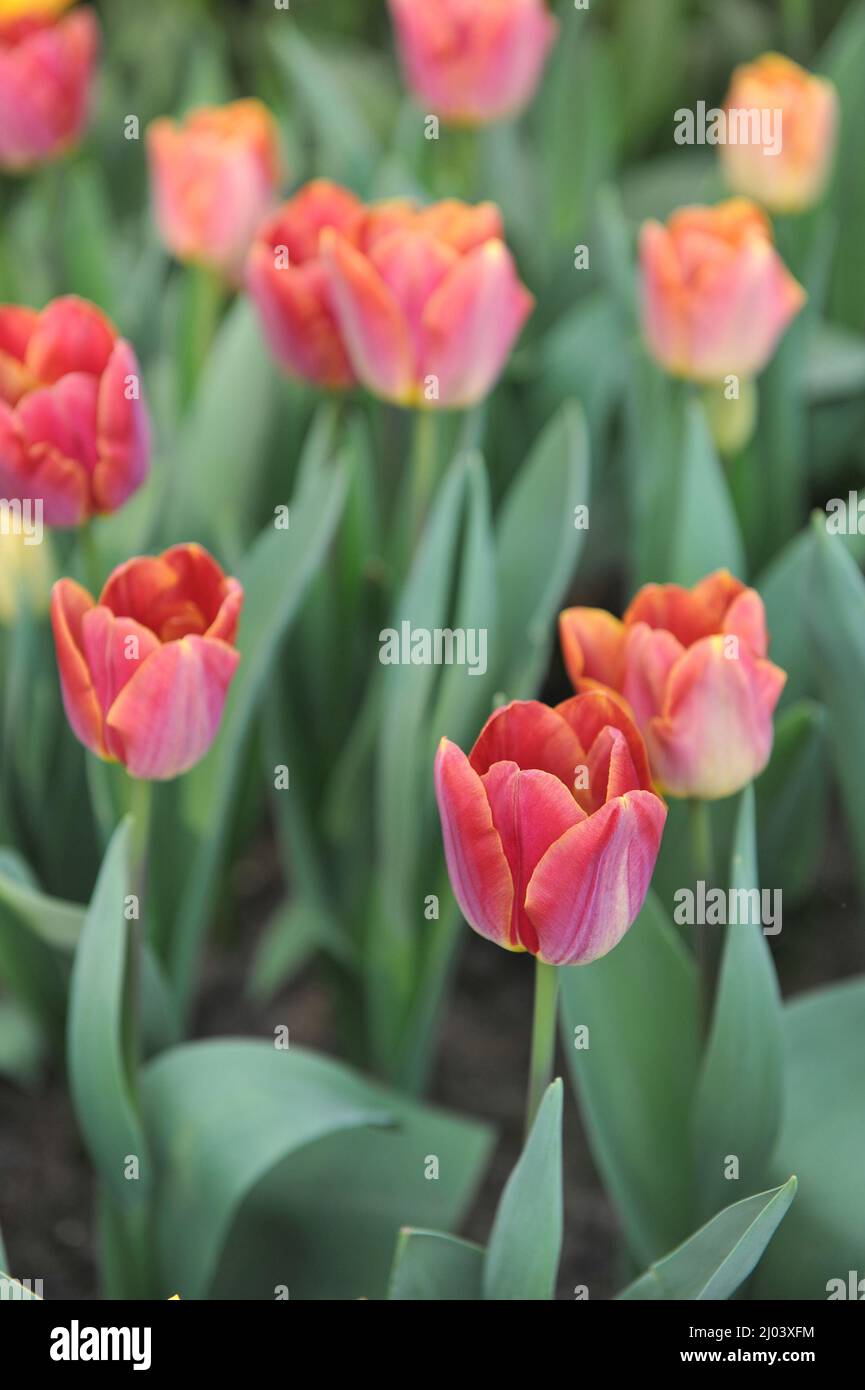 Dark red Triumph tulips (Tulipa) Lex bloom in a garden in April Stock