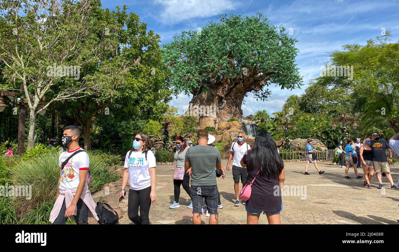 Tree of life disney hi-res stock photography and images - Alamy Tree of life disney hi-res stock photography and images - Alamy