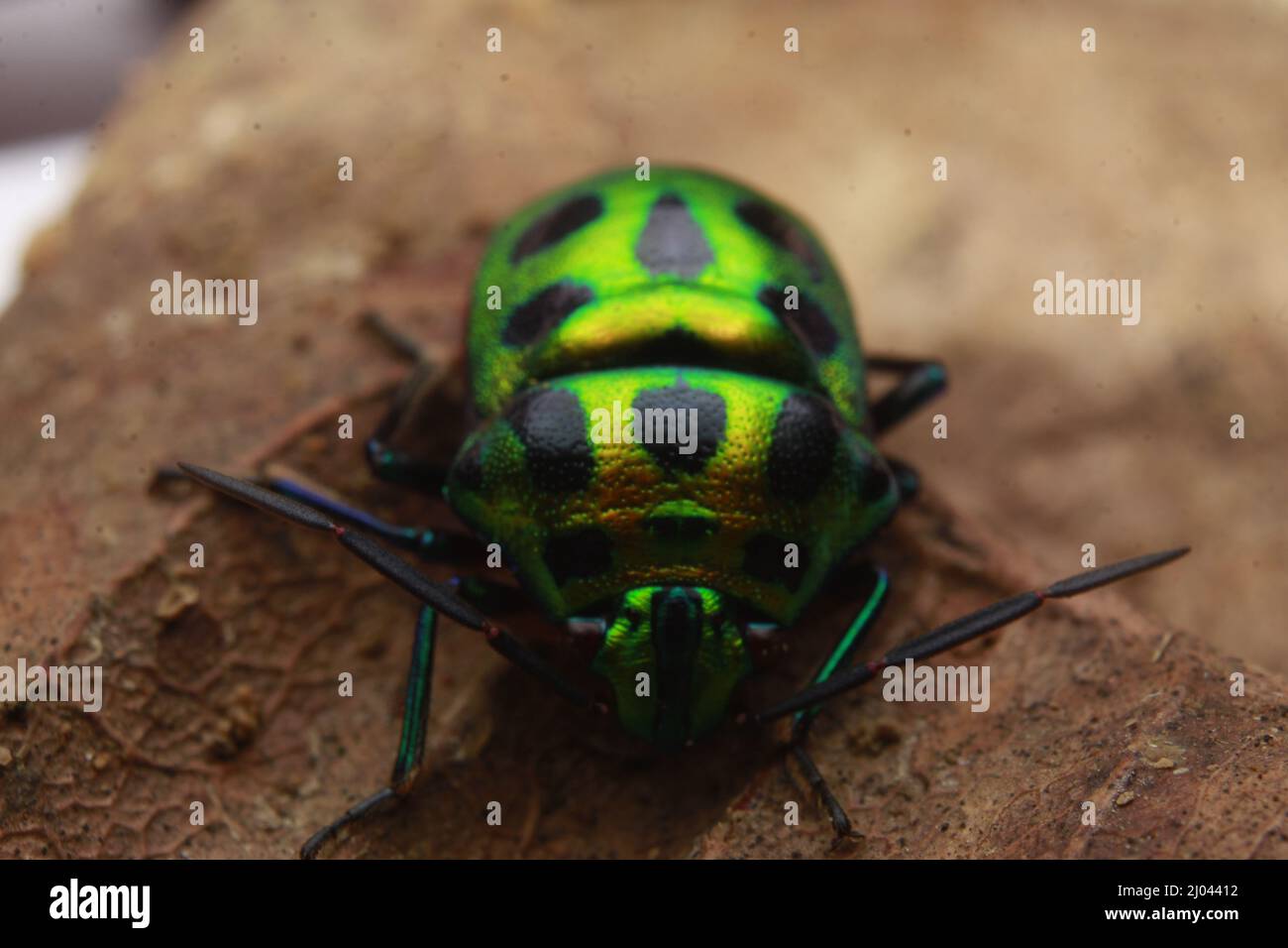 Scutelleridae is a family of true bugs. They are commonly known as jewel bugs or metallic shield bugs due to their often brilliant coloration. Stock Photo