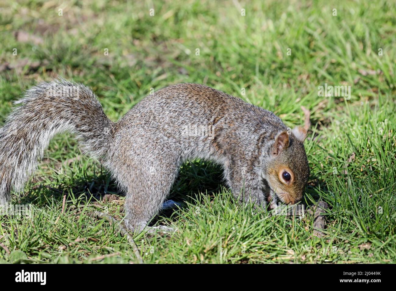 Grey Squirrel rummaging in the grass at Devonport Park in Plymouth Devon. These cute creatures are on the International Union for Conservation of Natu Stock Photo