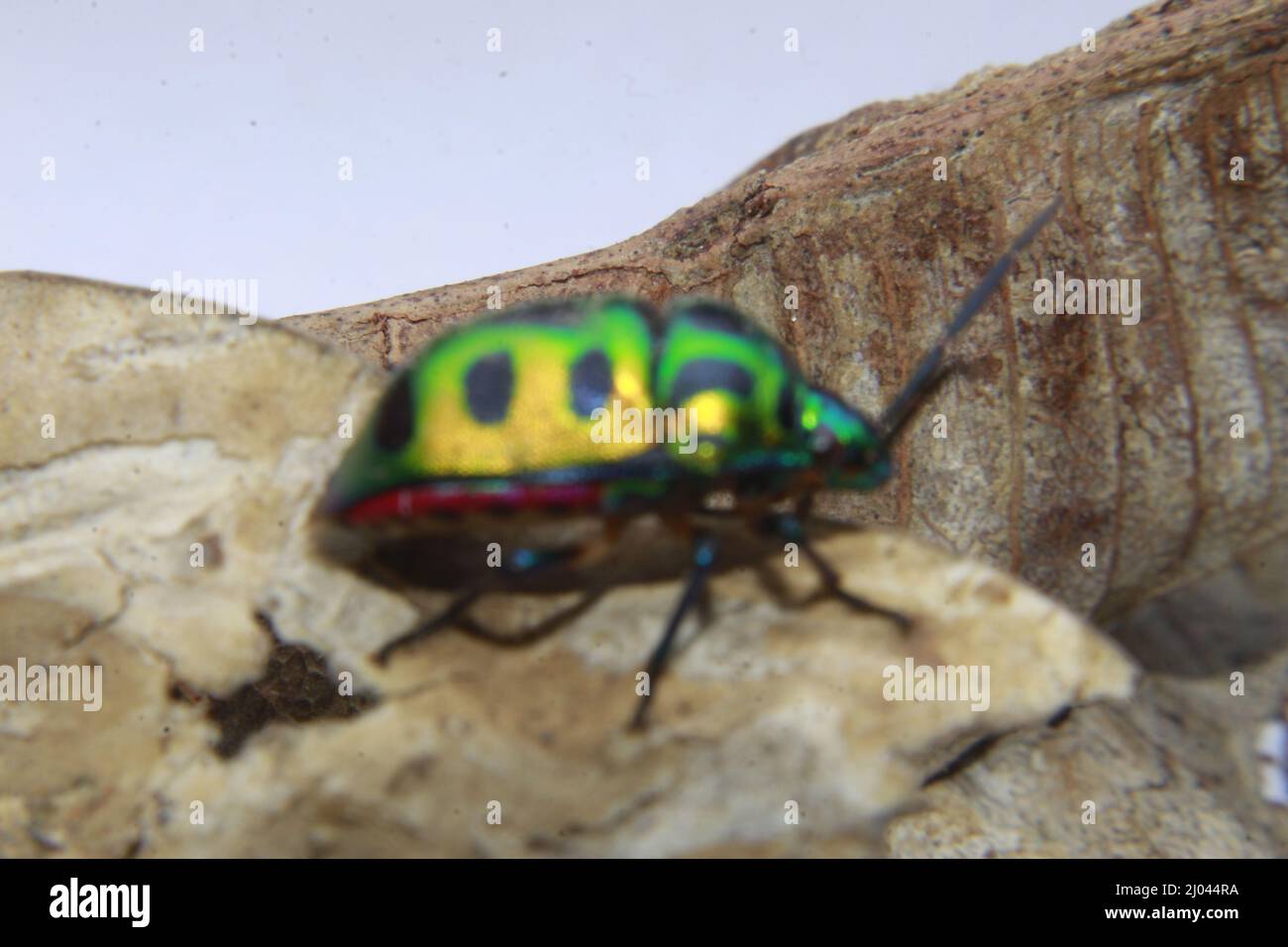 Scutelleridae is a family of true bugs. They are commonly known as jewel bugs or metallic shield bugs due to their often brilliant coloration. Stock Photo