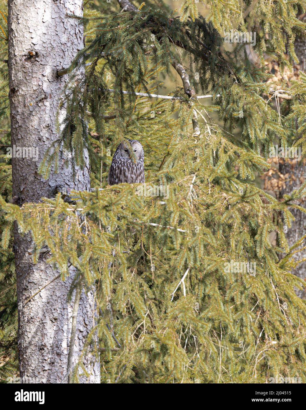 rare wildlife birds: single Ural owl ( Strix uralensis ) hidden between green branches Stock Photo