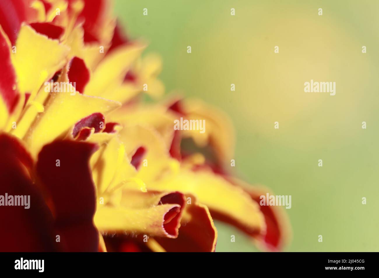 Round shape Marigold flower, copy space, blank space for your text or words. Stock Photo
