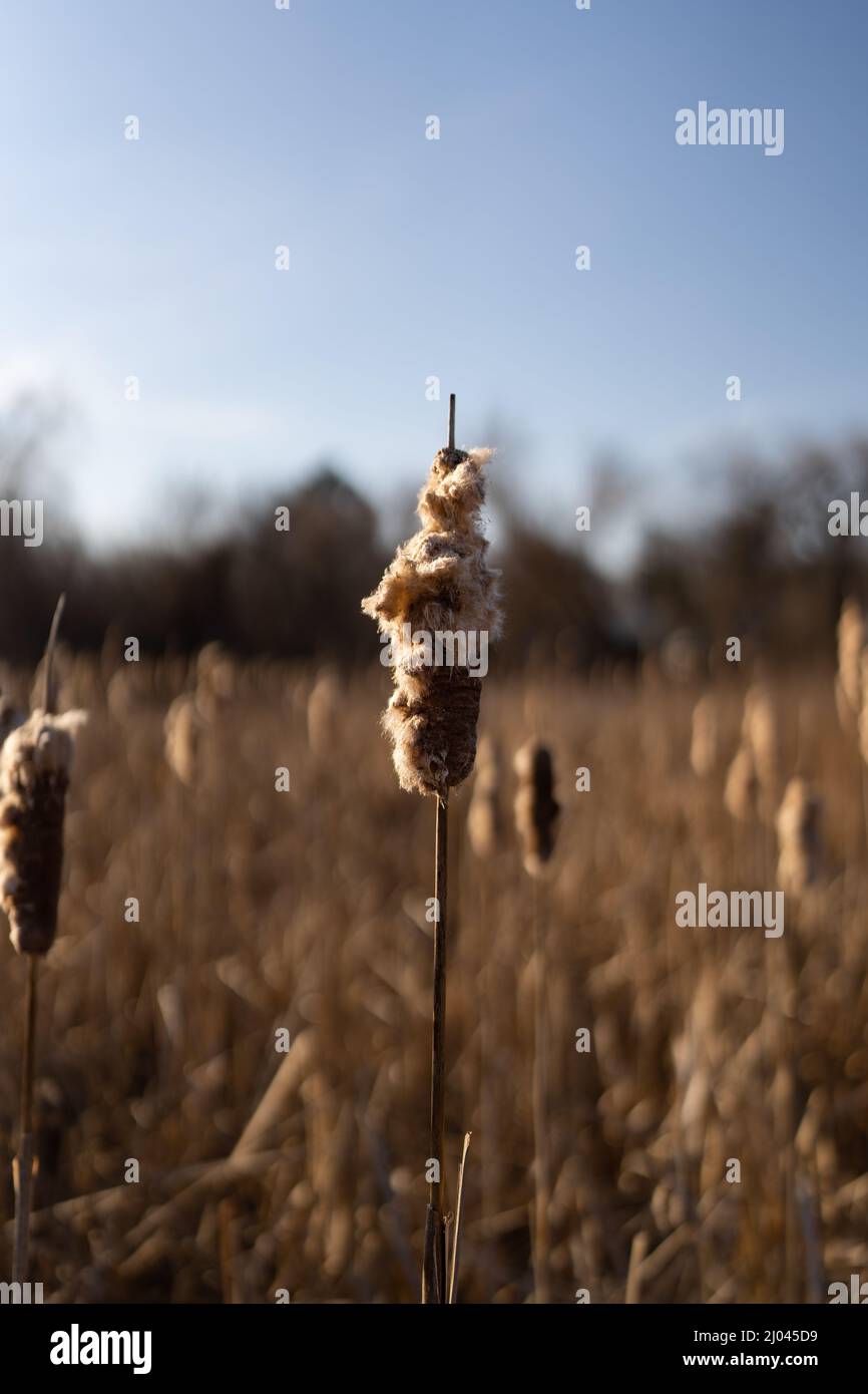 Typha Field Close-up shot of Cattails Typha field under the clear skies Stock Photo ...