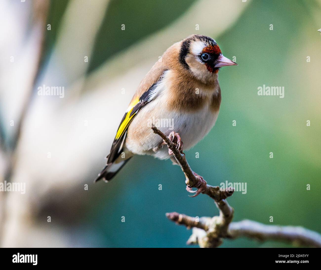 Goldfinch in tree Stock Photo