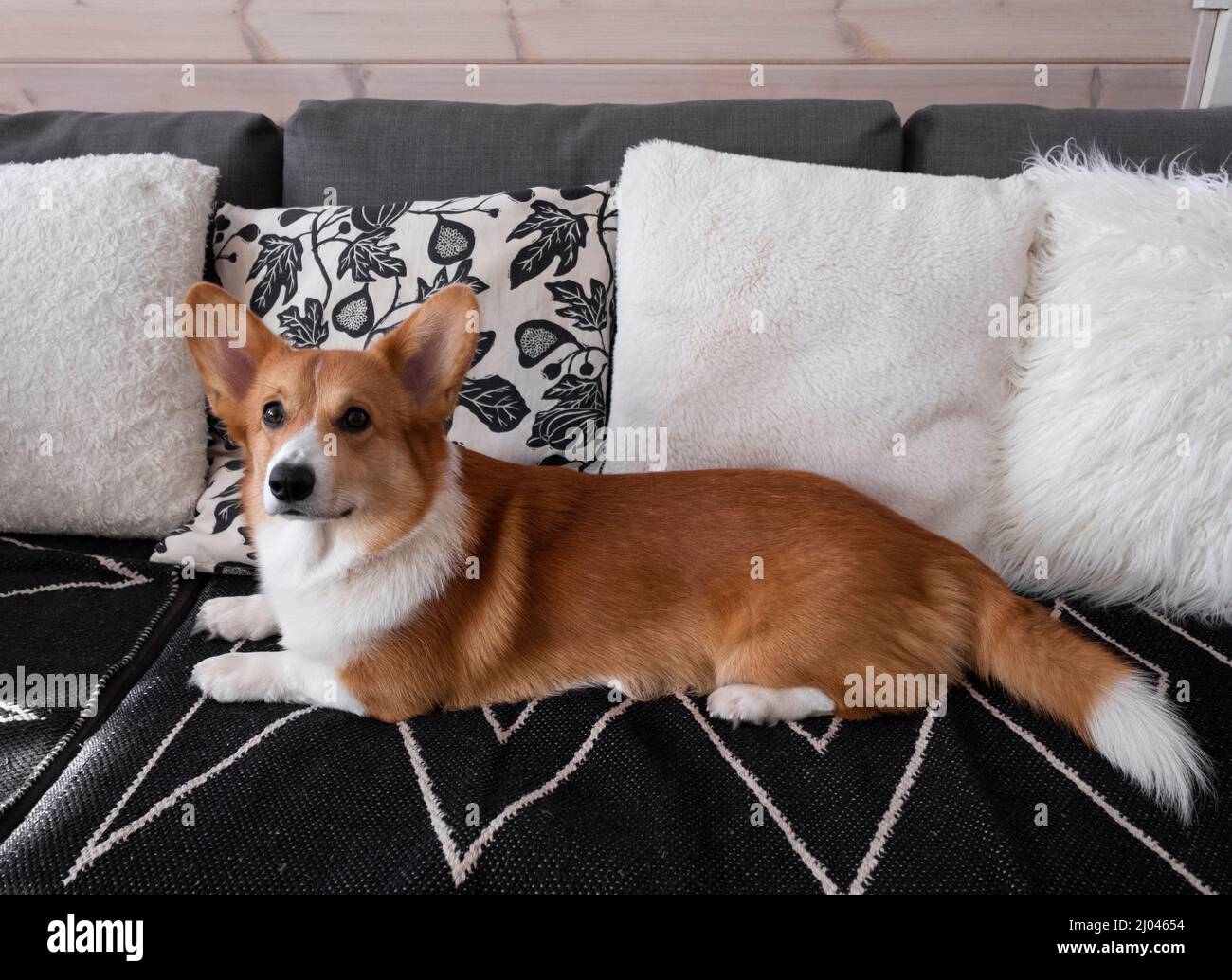 Sweet red welsh pembroke or cardigan corgi puppy lies on couch at home Stock Photo