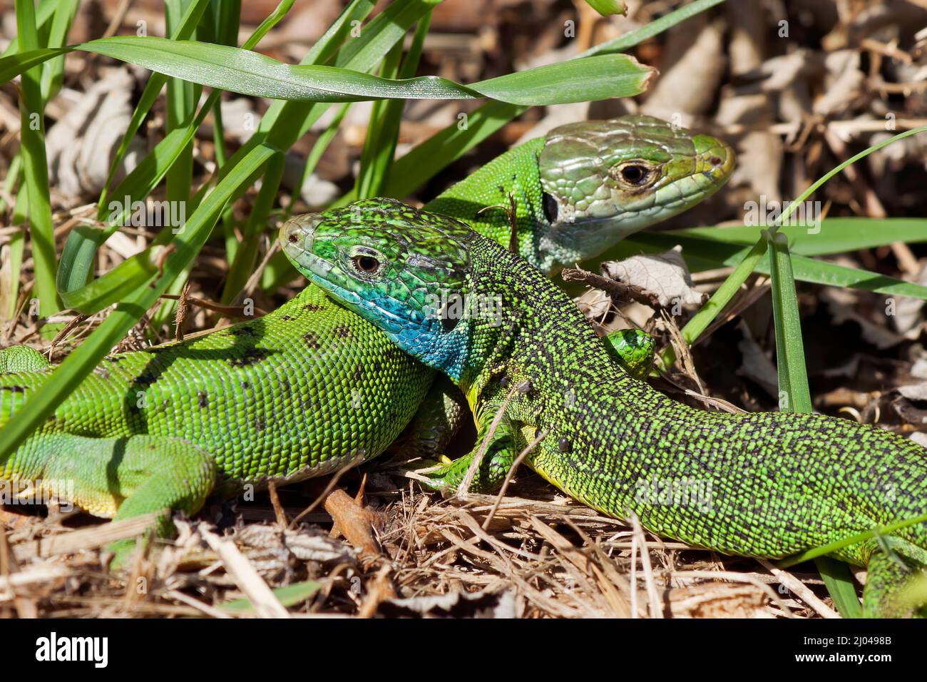 pair of beautiful black-green lizards in their home where they will reproduce. Wonders of nature. Stock Photo