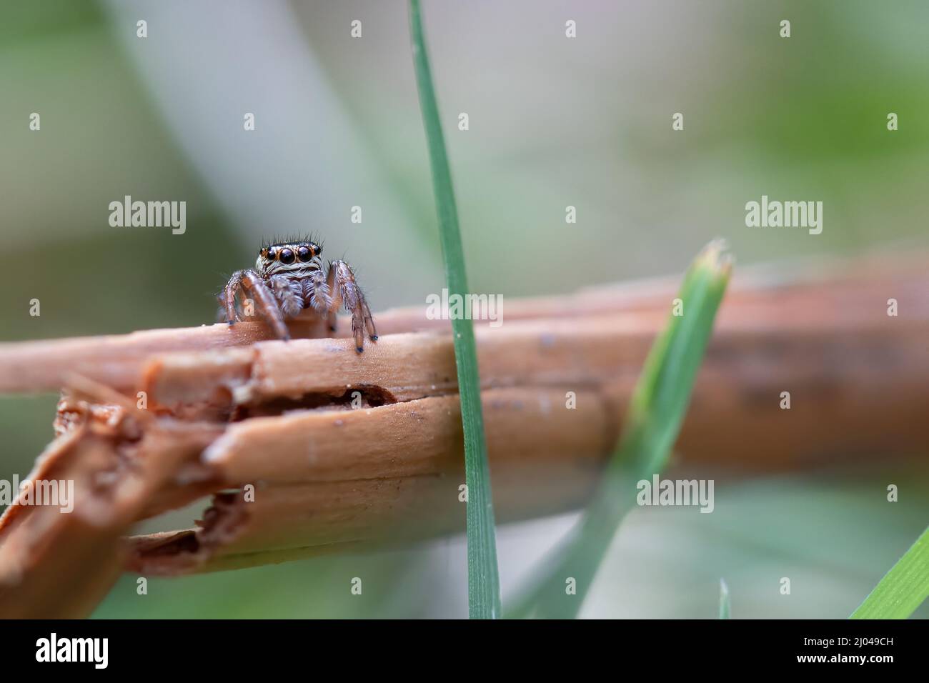 Tiny jumping spider in the field. Stock Photo