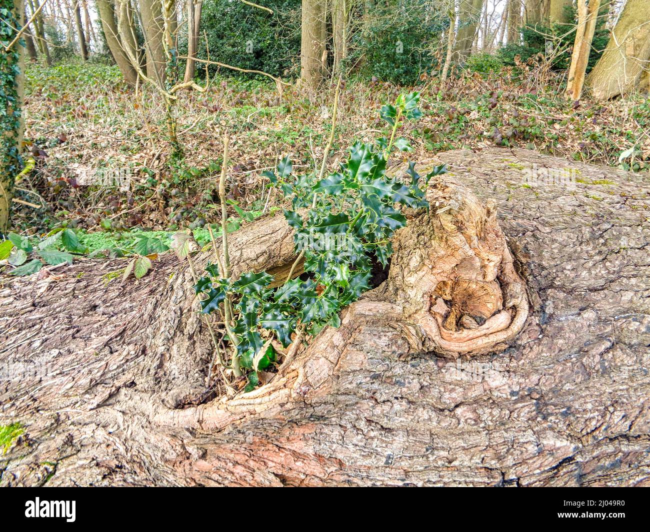 Natural patterns and textures in the environment, intimate landscape