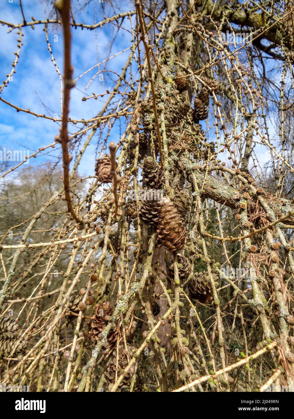 Natural patterns and textures in the environment, intimate landscape ...