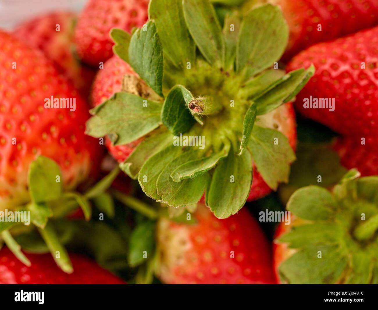 Close up food still life of strawberries Stock Photo - Alamy