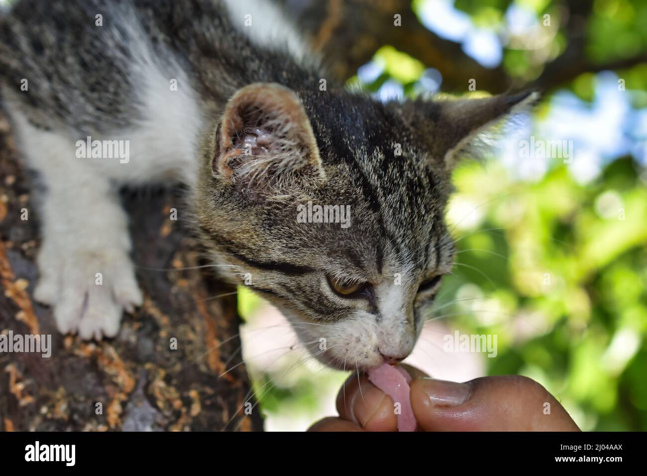 little kitten eating food and top of tree branch Stock Photo Alamy