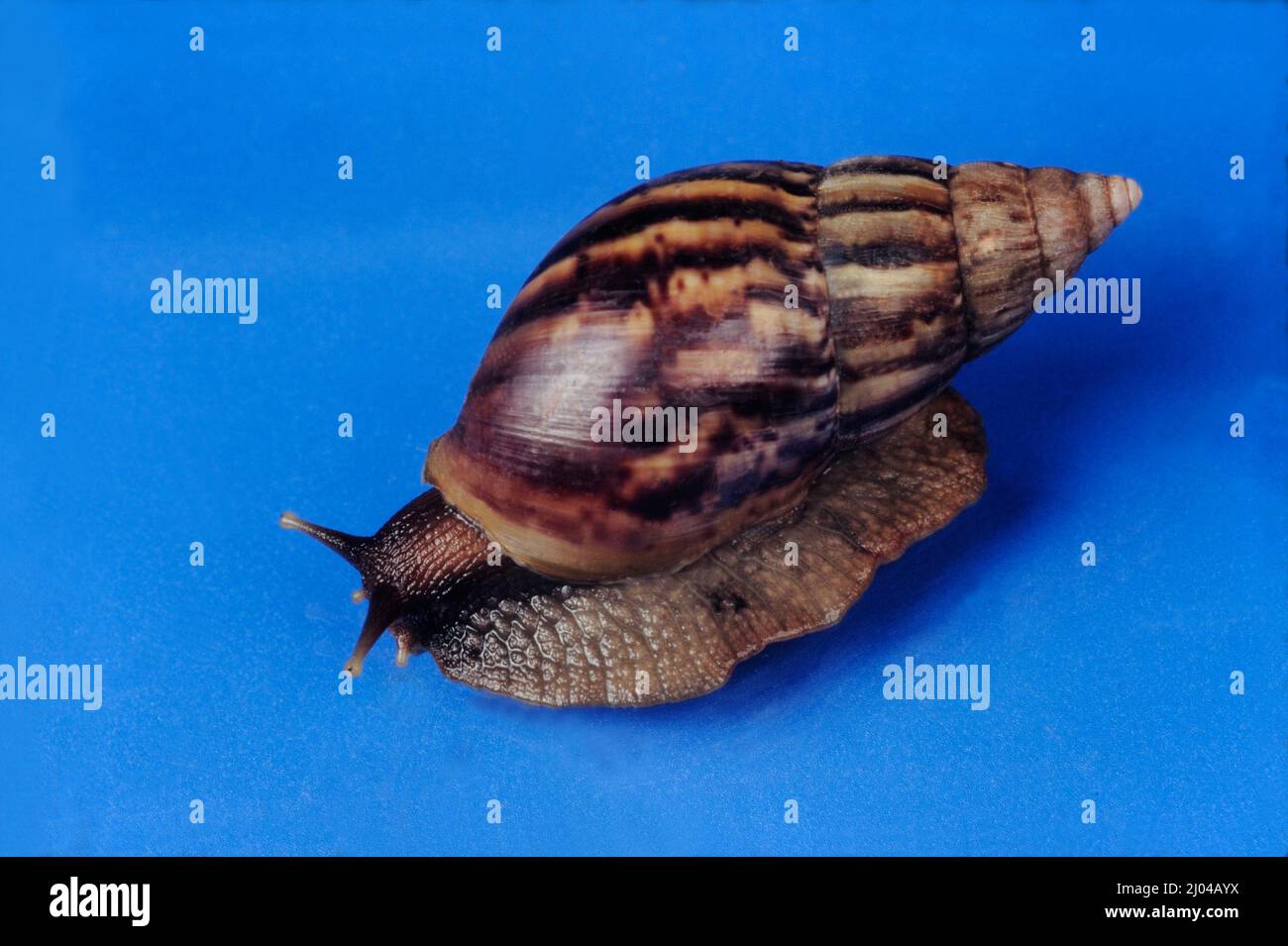 Conch shell india hi-res stock photography and images - Alamy