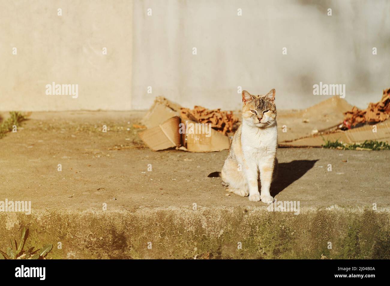 Cute stray cat in the sunlight Stock Photo