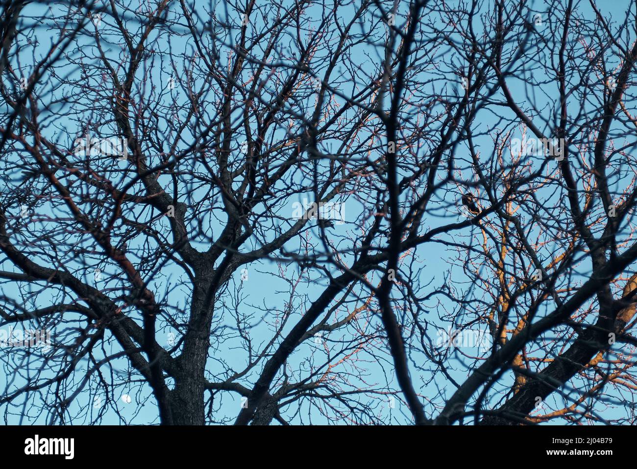 Tree branches with crows against blue sky Stock Photo