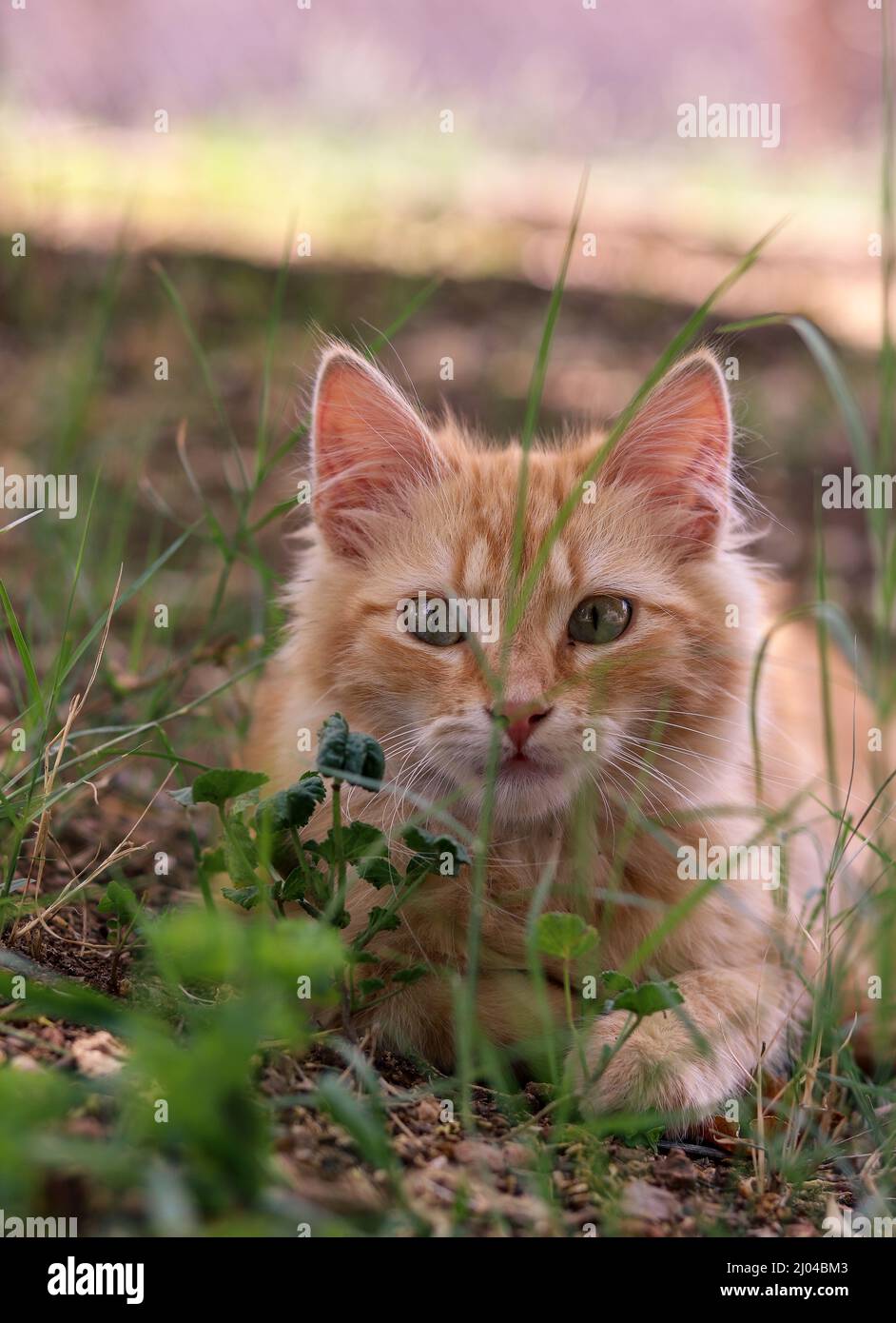 Cute Cat in the garden Stock Photo
