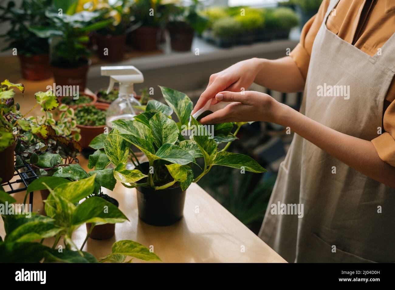 Cropped shot of unrecognizable female florist in apron removing dust
