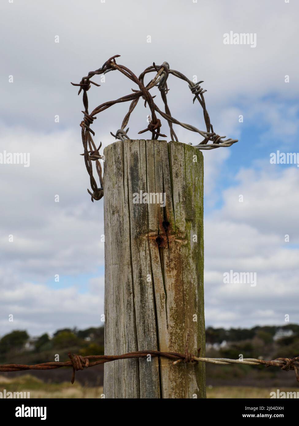 Barbed wire on a fence post, UK Stock Photo
