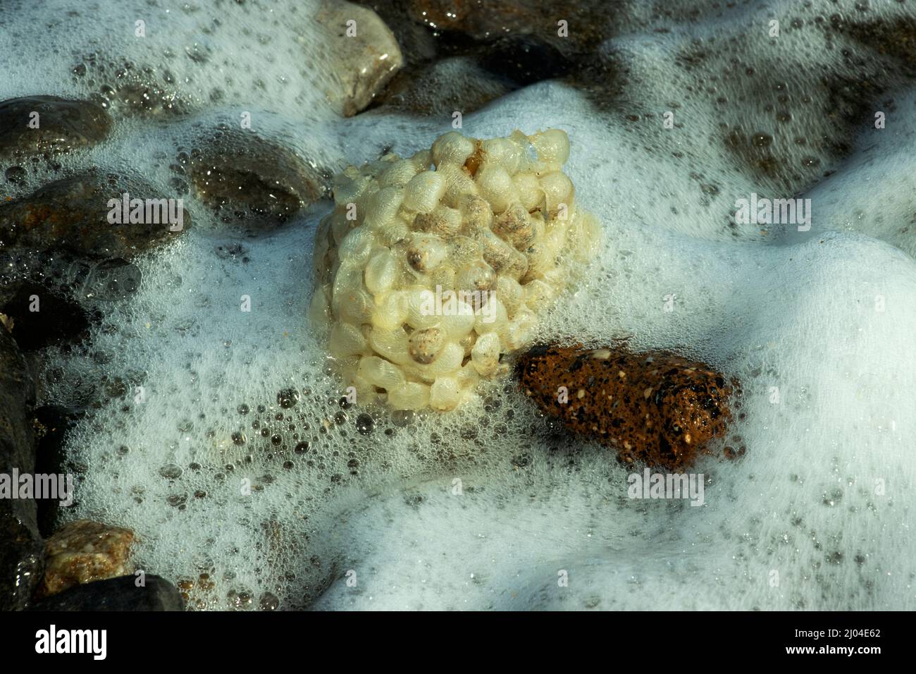 Each egg mass, known as a Sea Wash-ball, usually only produces one juvenile Whelk. The cannibalistic survivor has eaten the others as they develop Stock Photo