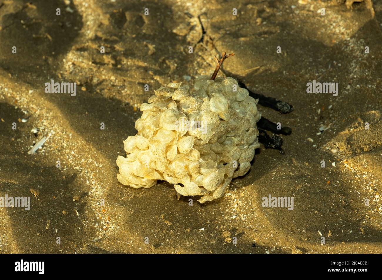 Each egg mass, known as a Sea Wash-ball, usually only produces one juvenile Whelk. The cannibalistic survivor has eaten the others as they develop Stock Photo