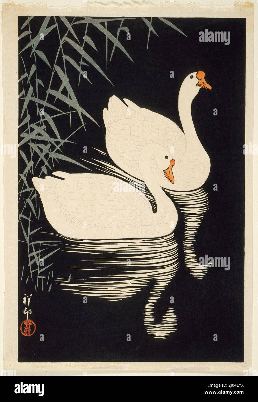 White chinese geese swimming by reeds hi-res stock photography and ...