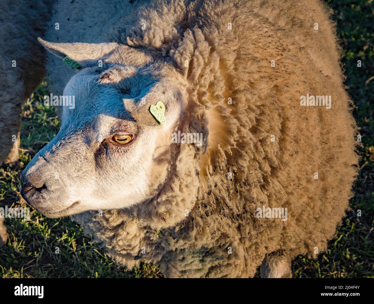 Sheep on the meadow, spring season in the village. Stock Photo