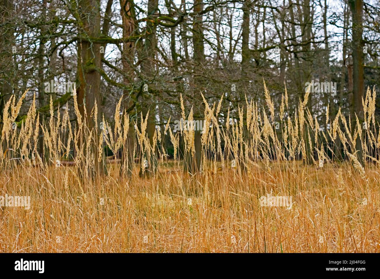 Through the looking grass! View into woodland. Woburn, England Stock Photo