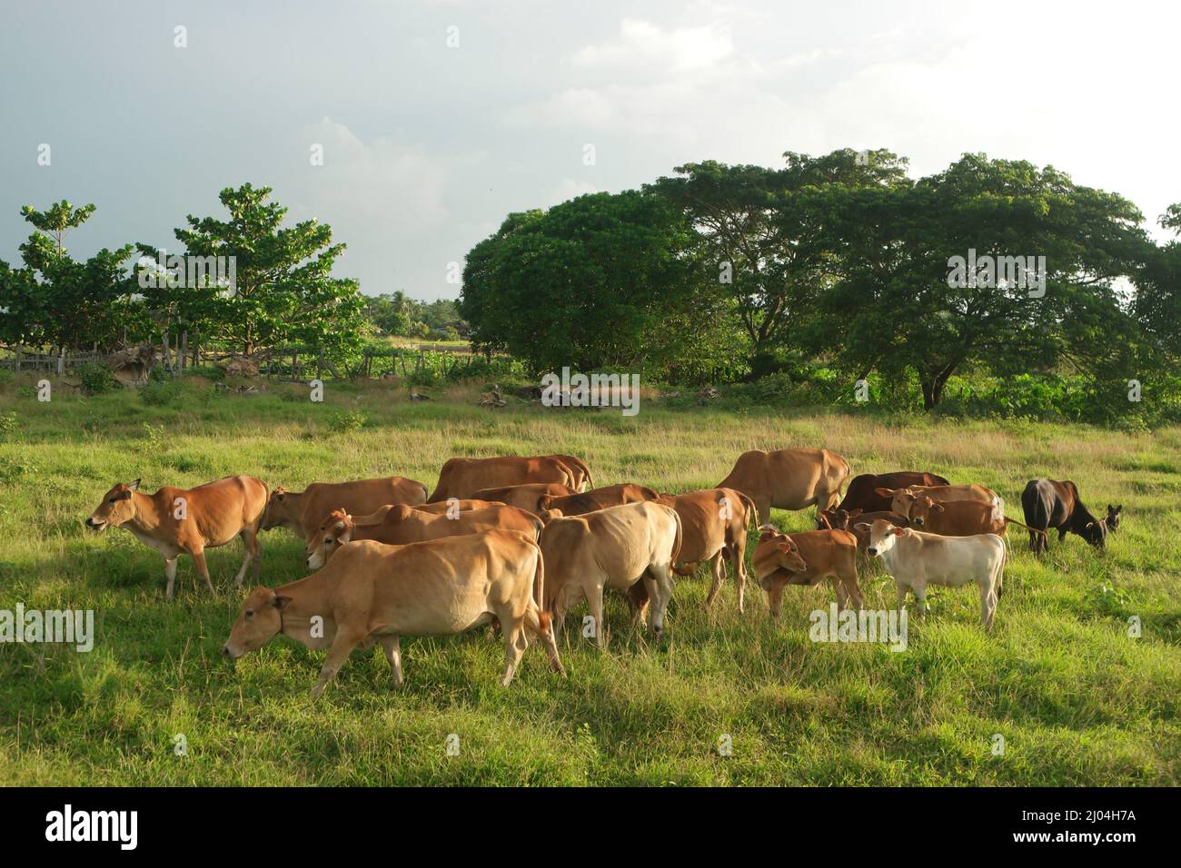 Herd of cows in green field grazing grass Stock Photo - Alamy