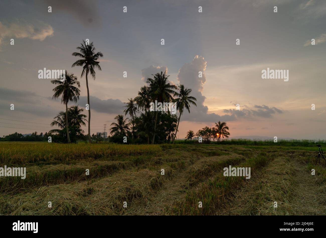 Sunset view of harvested paddy field with coconut in silhouette Stock ...
