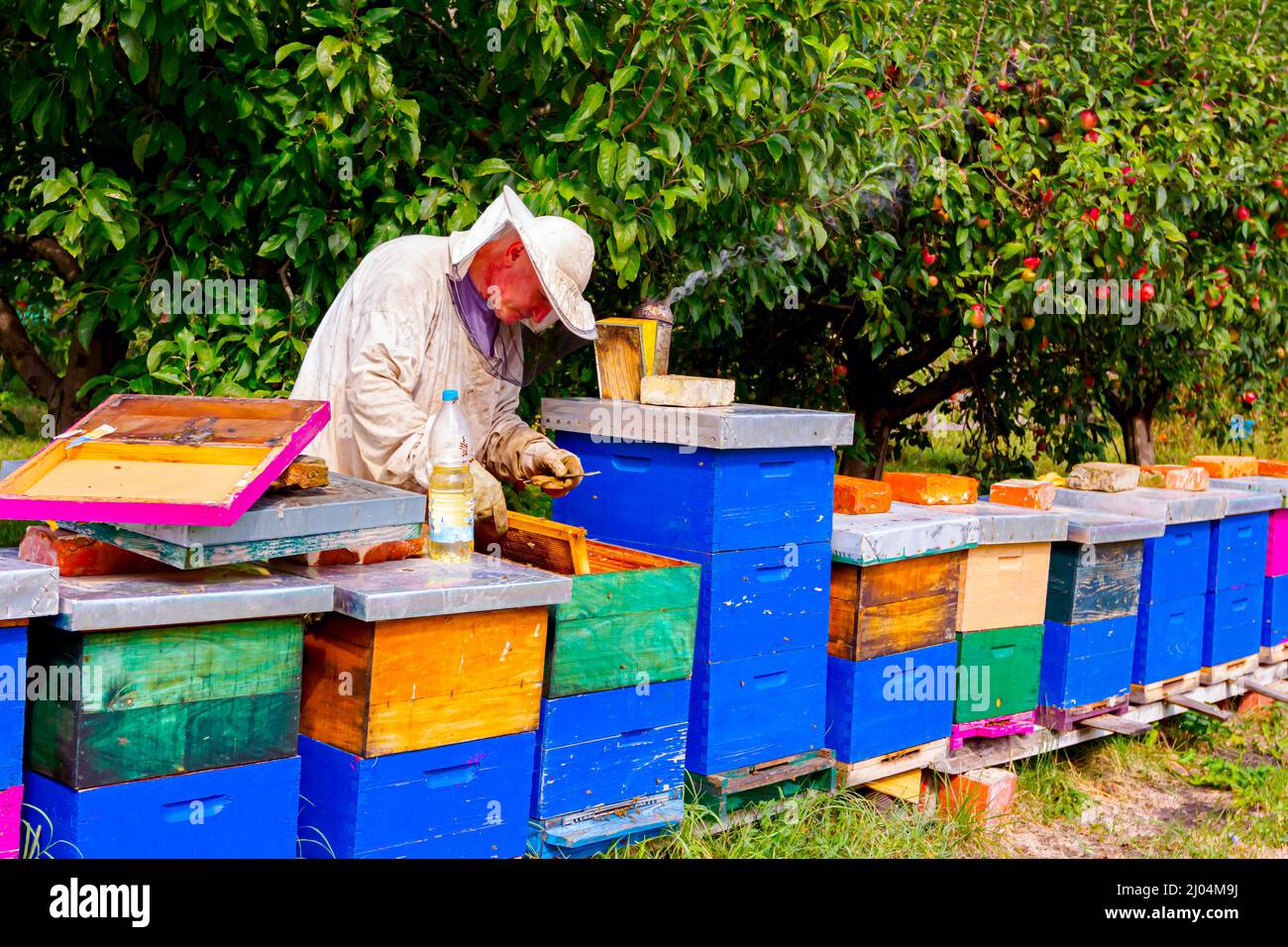 Beekeeper is controlling situation in lined wooden colorful beehives