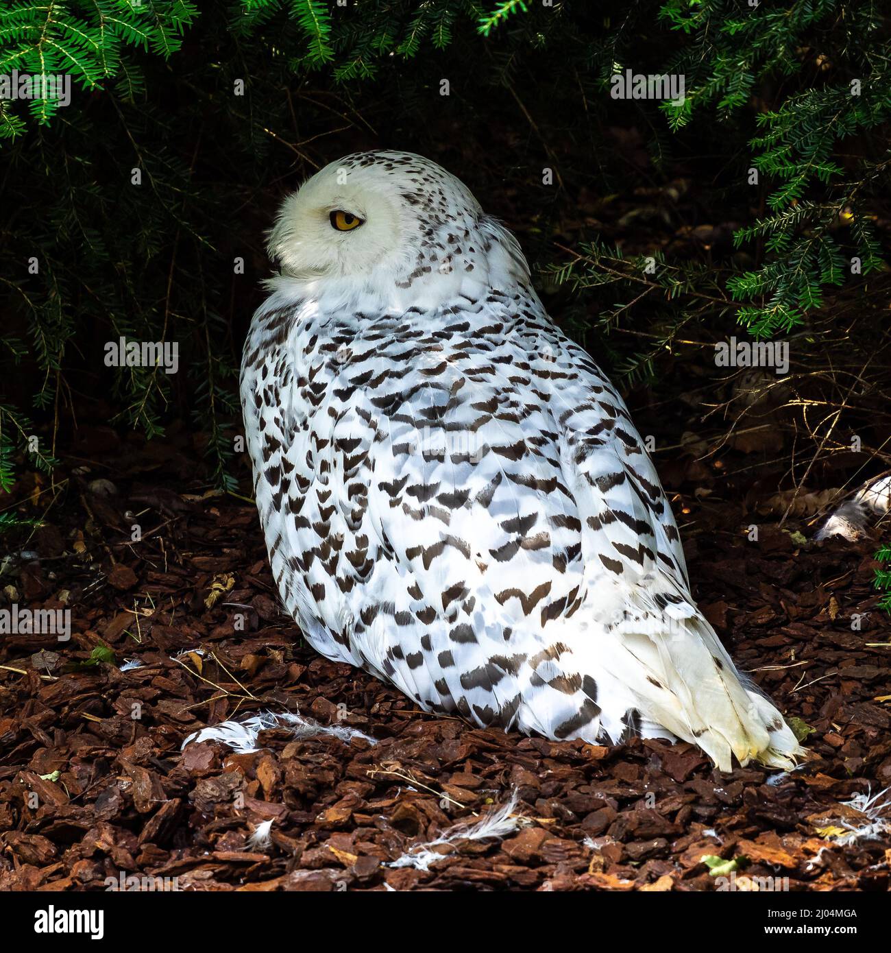 The Snowy Owl, Bubo scandiacus is a large, white owl of the typical owl ...